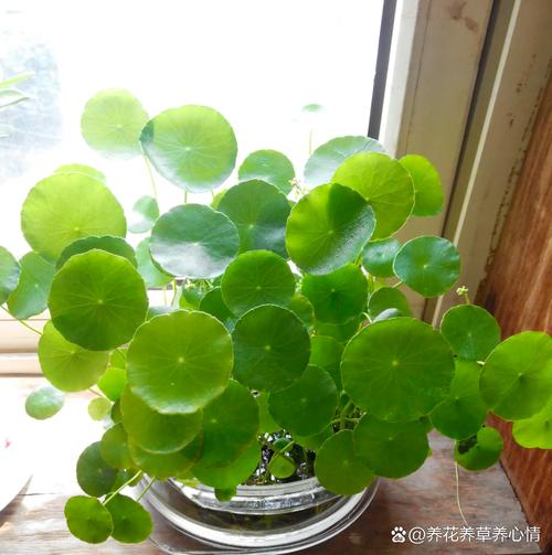 盆栽金钱草怎么浇水，金钱草的花盆？-第4张图片-优品飞百科