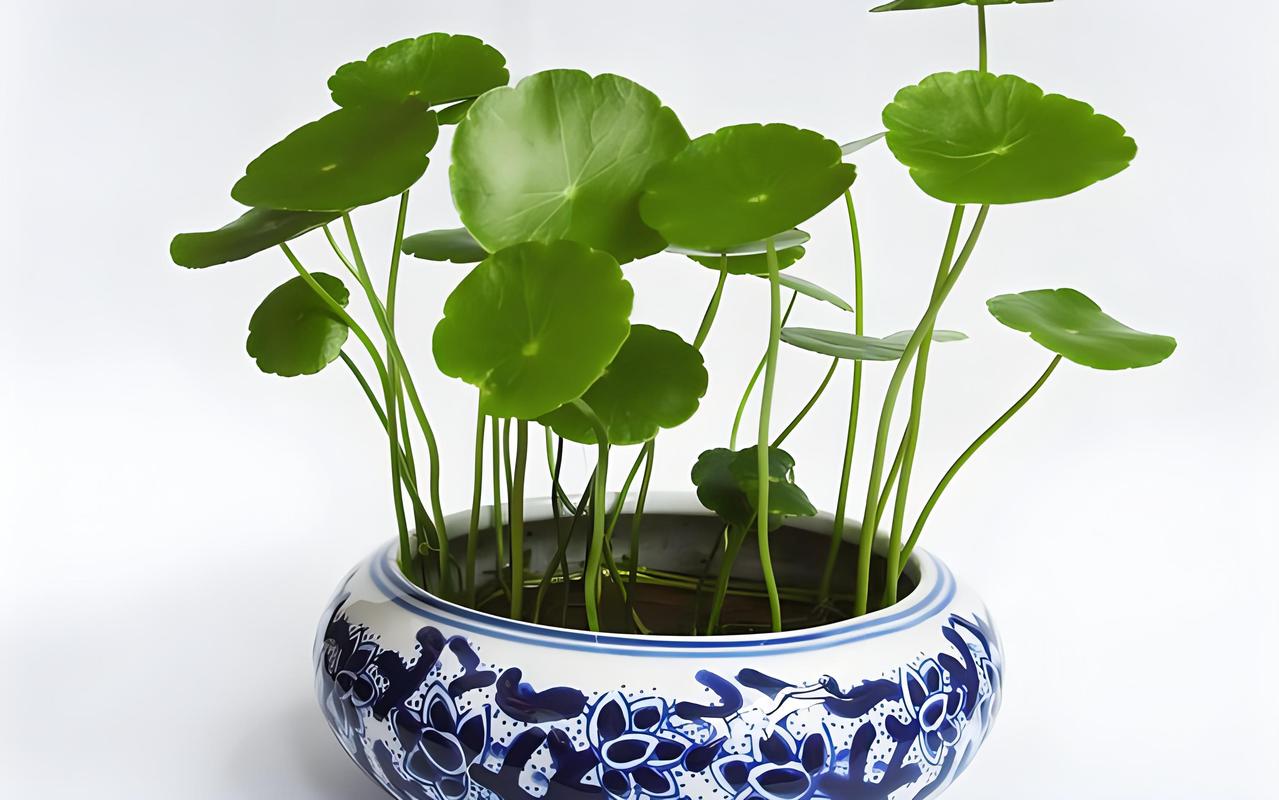 盆栽金钱草怎么浇水，金钱草的花盆？-第5张图片-优品飞百科