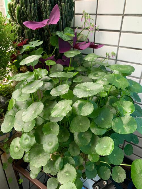 盆栽金钱草怎么浇水，金钱草的花盆？-第6张图片-优品飞百科
