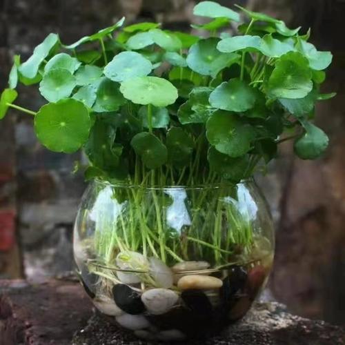盆栽金钱草怎么浇水，金钱草的花盆？-第7张图片-优品飞百科