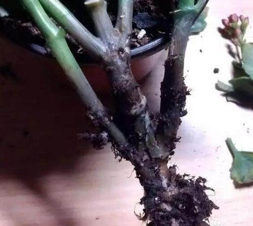 “长寿花”烂根怎么办？长寿花烂根用什么药？
