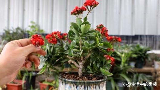 “长寿花”烂根怎么办？长寿花烂根用什么药？-第3张图片-优品飞百科