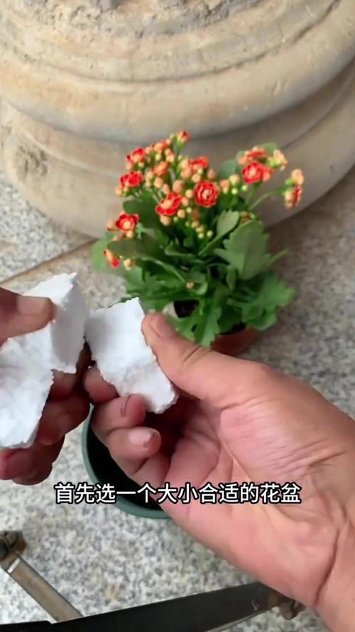 “长寿花”烂根怎么办？长寿花烂根用什么药？-第4张图片-优品飞百科