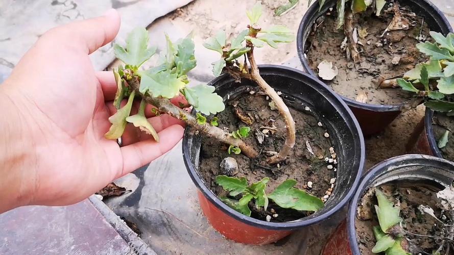 “长寿花”烂根怎么办？长寿花烂根用什么药？-第5张图片-优品飞百科
