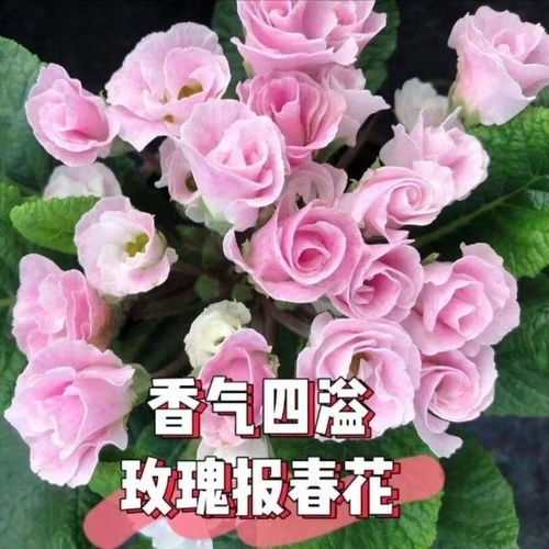 报春花冬天能开吗，报春花冬天多久浇一次水？-第2张图片-优品飞百科