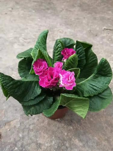 报春花冬天能开吗，报春花冬天多久浇一次水？-第5张图片-优品飞百科