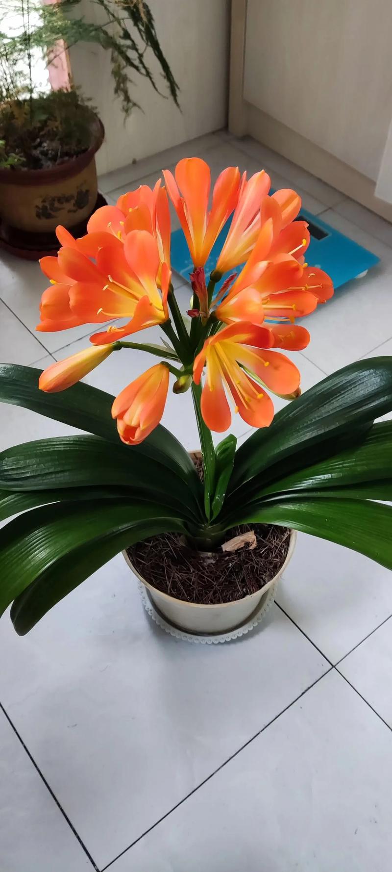 君子兰怎么养才能开花，君子兰怎么养才能开花,开花的窍门？