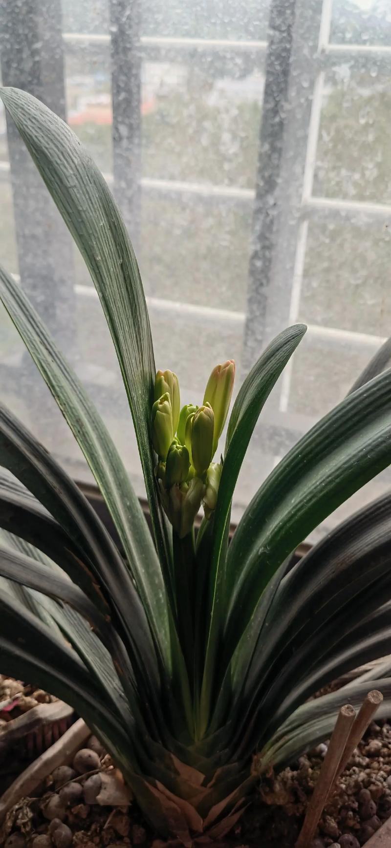 君子兰怎么养才能开花，君子兰怎么养才能开花,开花的窍门？-第3张图片-优品飞百科