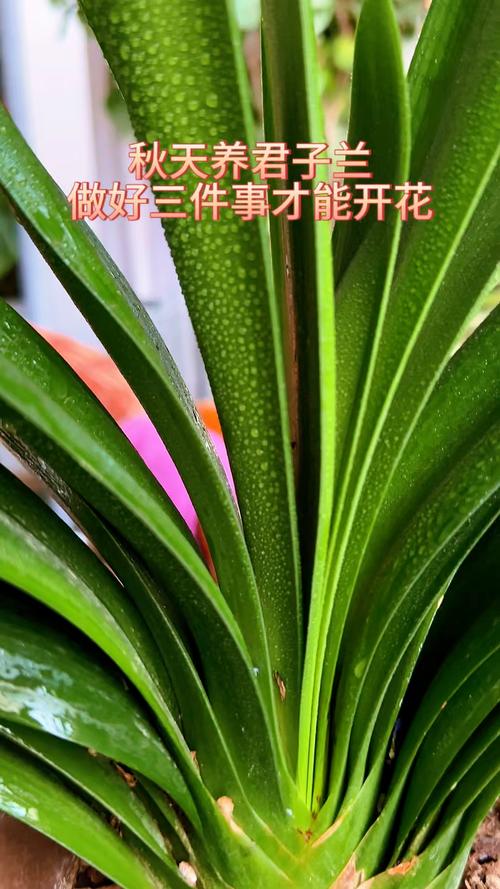 君子兰怎么养才能开花，君子兰怎么养才能开花,开花的窍门？-第4张图片-优品飞百科