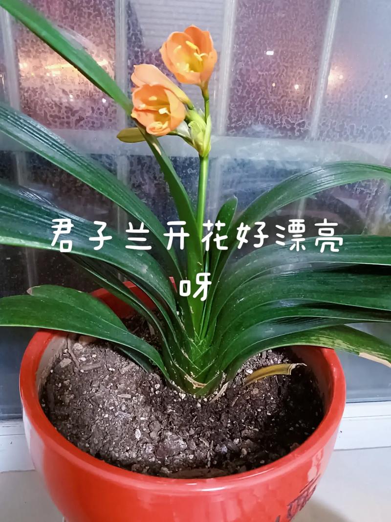 君子兰怎么养才能开花，君子兰怎么养才能开花,开花的窍门？-第5张图片-优品飞百科