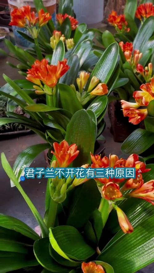 君子兰怎么养才能开花，君子兰怎么养才能开花,开花的窍门？-第6张图片-优品飞百科