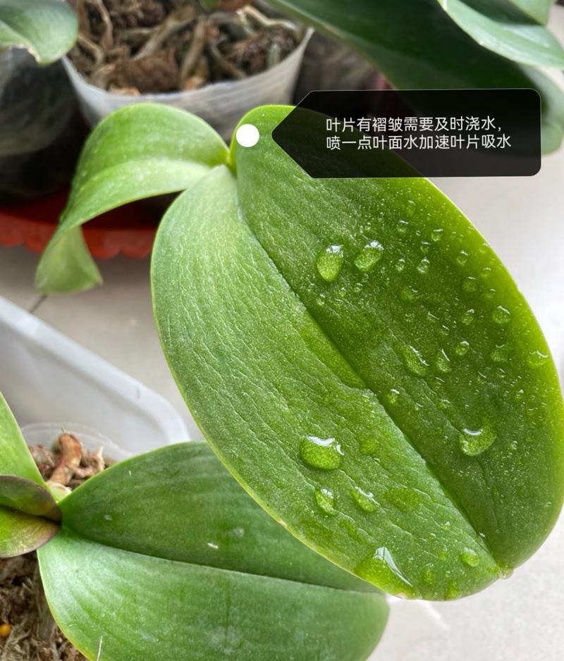 蝴蝶兰怎么养，蝴蝶兰怎么养家庭养法和注意事情？-第8张图片-优品飞百科