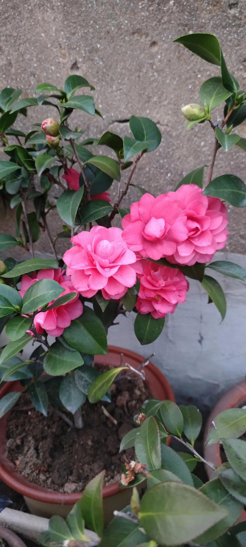 山茶花什么季节开花，茶花为什么不开花