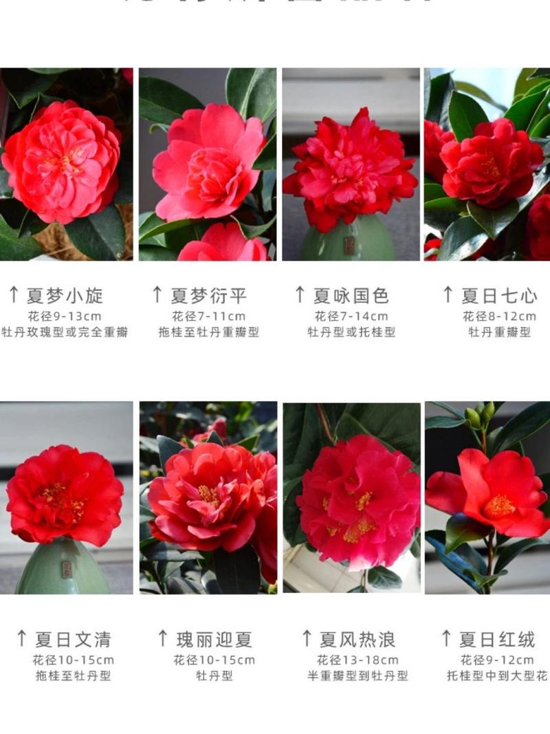 山茶花什么季节开花，茶花为什么不开花-第2张图片-优品飞百科