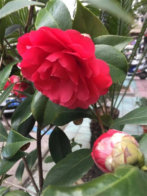 山茶花什么季节开花，茶花为什么不开花-第3张图片-优品飞百科