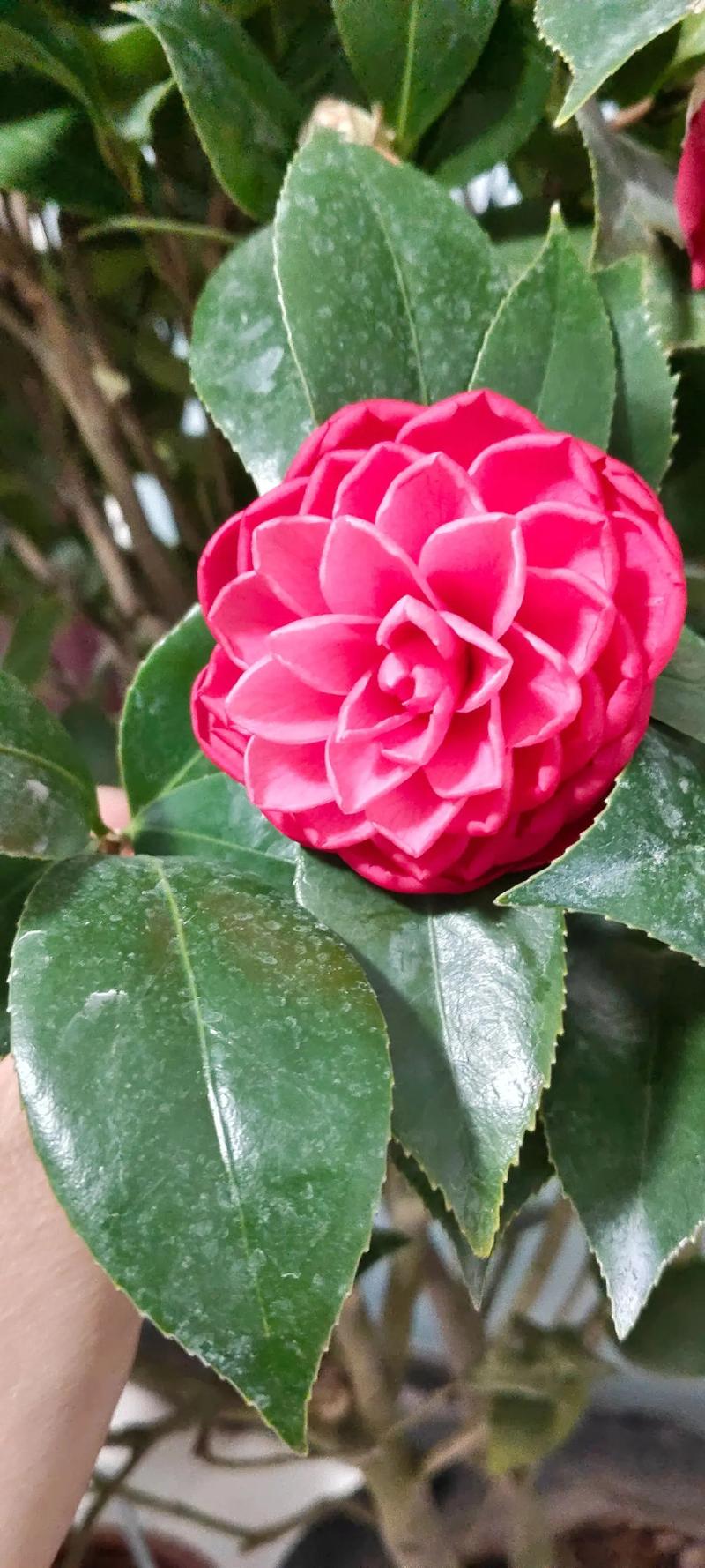 山茶花什么季节开花，茶花为什么不开花-第5张图片-优品飞百科