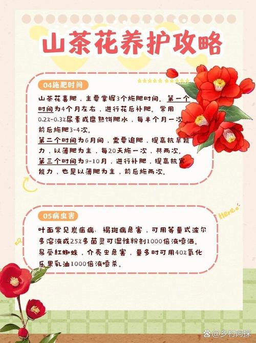 山茶花什么季节开花，茶花为什么不开花-第6张图片-优品飞百科