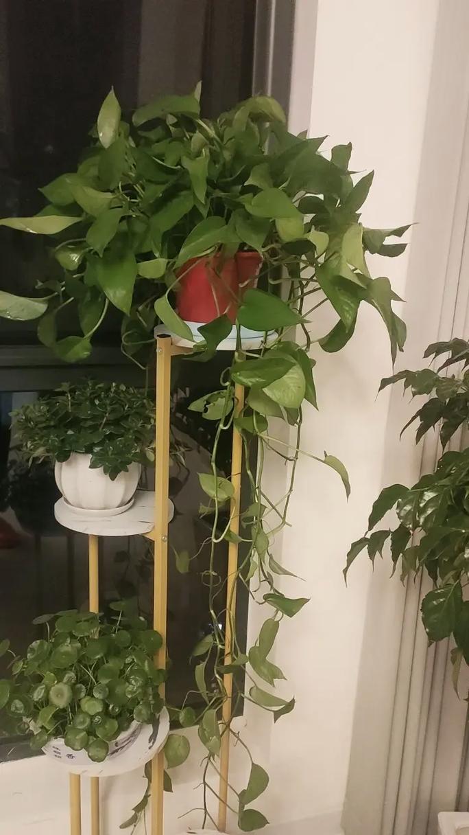 一根绿萝如何变成一盆？怎么把一盆绿萝分成两盆?？-第5张图片-优品飞百科