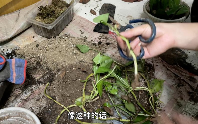 一根绿萝如何变成一盆？怎么把一盆绿萝分成两盆?？-第6张图片-优品飞百科