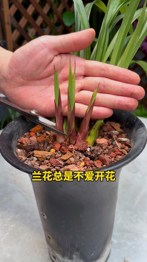 怎么养兰花容易开花？怎么养兰花容易开花呢？-第2张图片-优品飞百科
