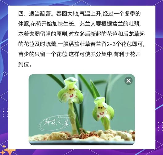 怎么养兰花容易开花？怎么养兰花容易开花呢？-第3张图片-优品飞百科