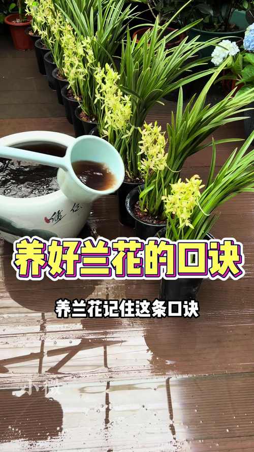 怎么养兰花容易开花？怎么养兰花容易开花呢？-第4张图片-优品飞百科