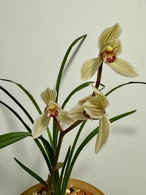 怎么养兰花容易开花？怎么养兰花容易开花呢？-第5张图片-优品飞百科