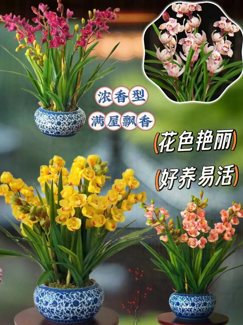 怎么养兰花容易开花？怎么养兰花容易开花呢？-第6张图片-优品飞百科