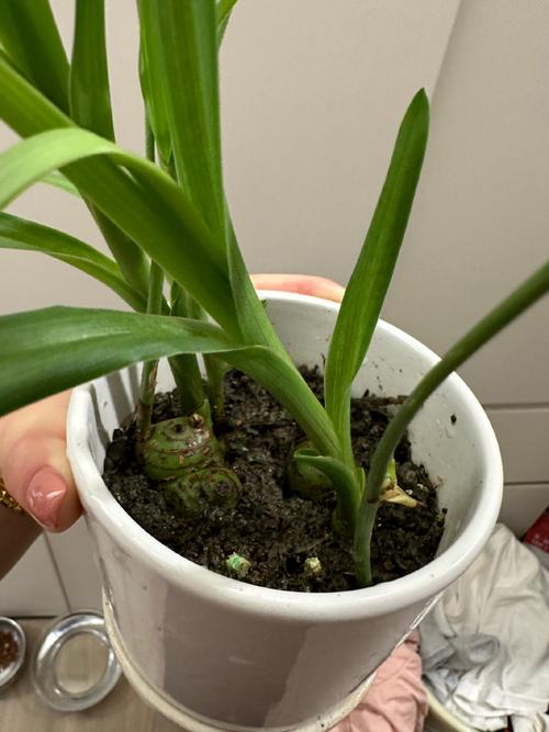 美冠兰怎么浇水，美冠兰怎么浇水视频-第2张图片-优品飞百科