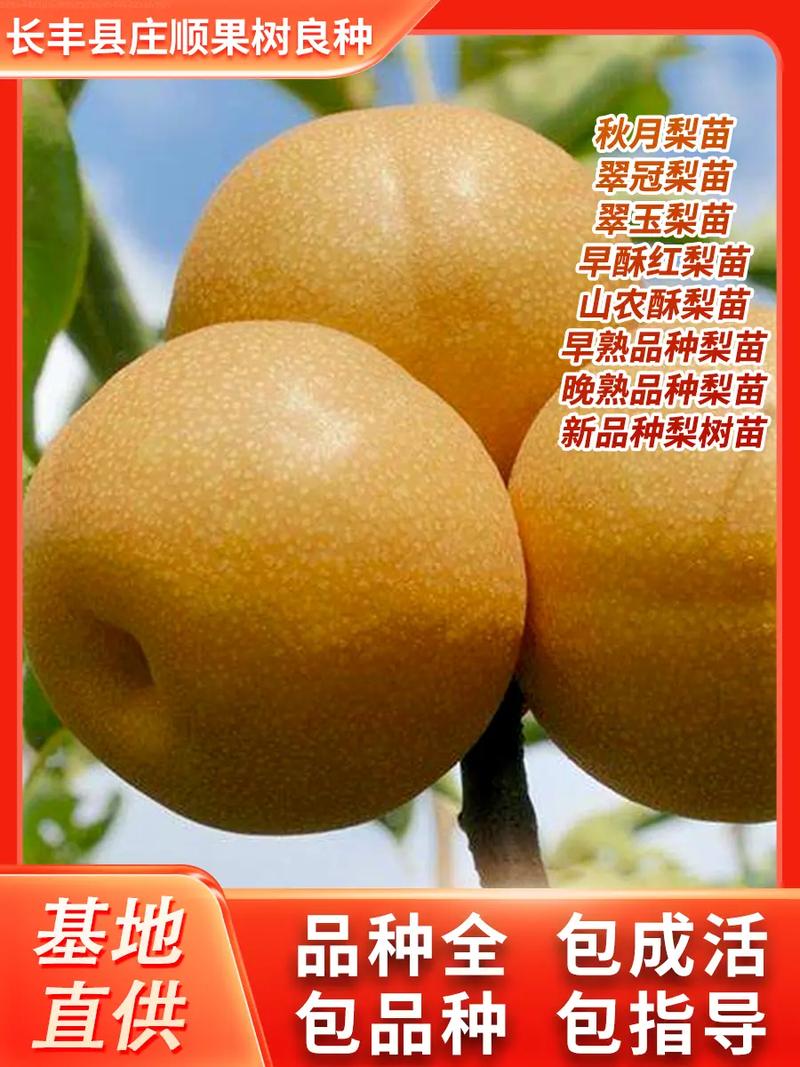 梨树可以嫁接什么树，梨树可以嫁接什么树木？-第2张图片-优品飞百科