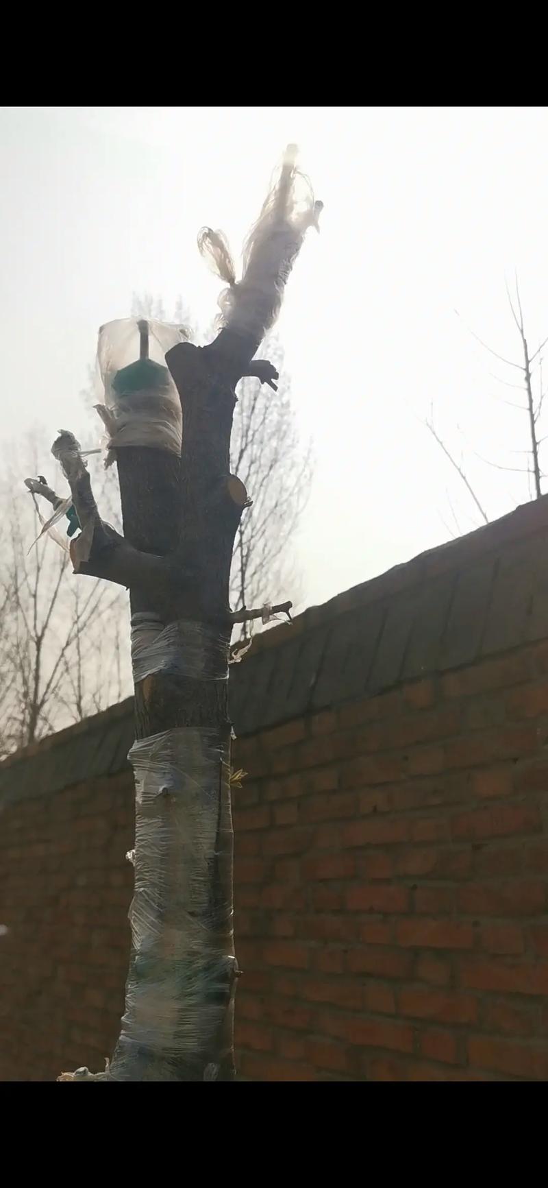 梨树可以嫁接什么树，梨树可以嫁接什么树木？-第3张图片-优品飞百科
