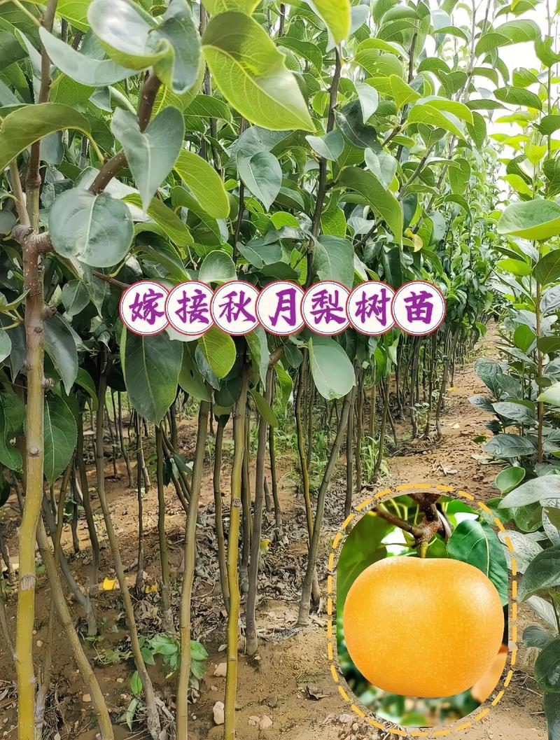 梨树可以嫁接什么树，梨树可以嫁接什么树木？-第4张图片-优品飞百科