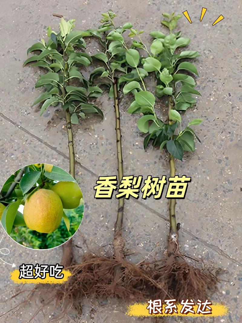 梨树可以嫁接什么树，梨树可以嫁接什么树木？-第6张图片-优品飞百科