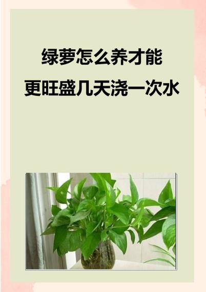 “绿萝”这么养？绿萝要怎么养啊？