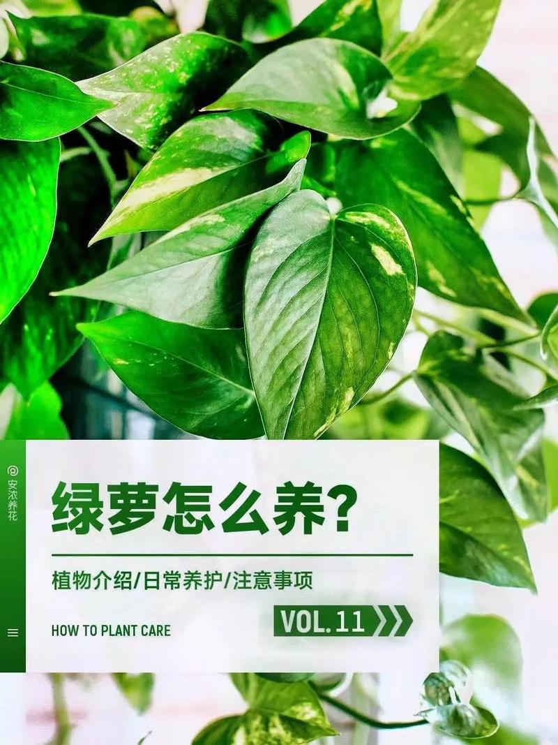 “绿萝”这么养？绿萝要怎么养啊？-第5张图片-优品飞百科