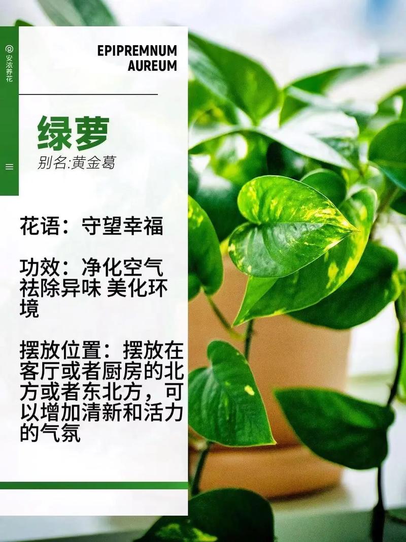 “绿萝”这么养？绿萝要怎么养啊？-第4张图片-优品飞百科