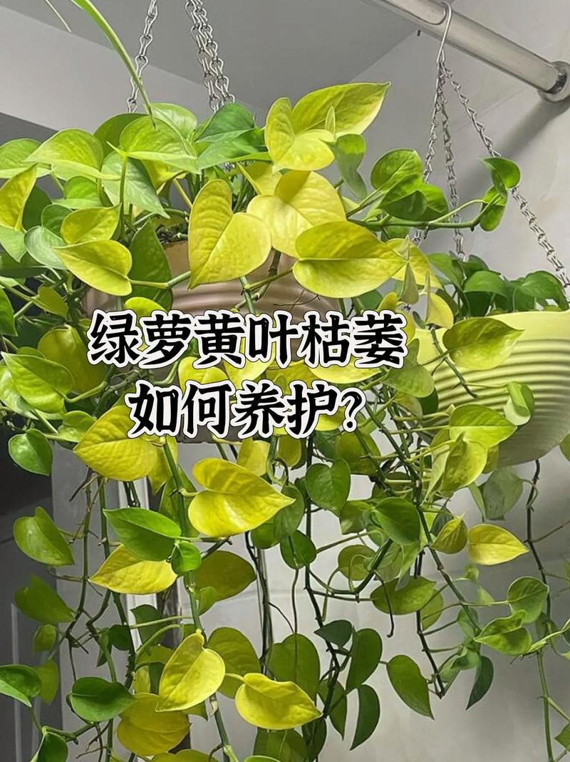 “绿萝”这么养？绿萝要怎么养啊？-第6张图片-优品飞百科