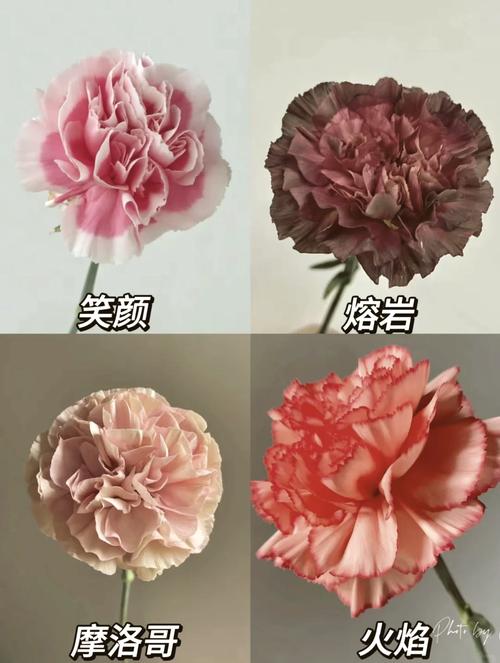 康乃馨花期怎么养，康乃馨花期的养殖方法和注意事项