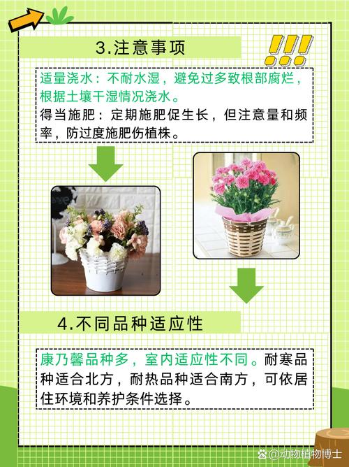 康乃馨花期怎么养，康乃馨花期的养殖方法和注意事项-第3张图片-优品飞百科
