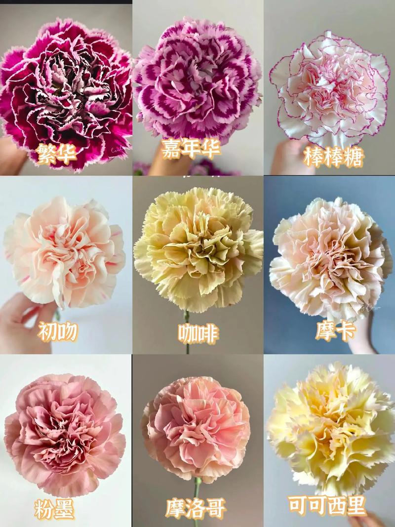 康乃馨花期怎么养，康乃馨花期的养殖方法和注意事项-第5张图片-优品飞百科