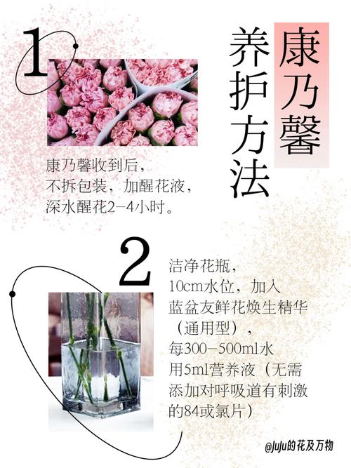 康乃馨花期怎么养，康乃馨花期的养殖方法和注意事项-第4张图片-优品飞百科