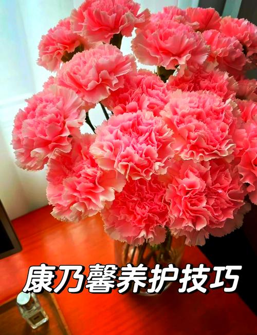 康乃馨花期怎么养，康乃馨花期的养殖方法和注意事项-第6张图片-优品飞百科