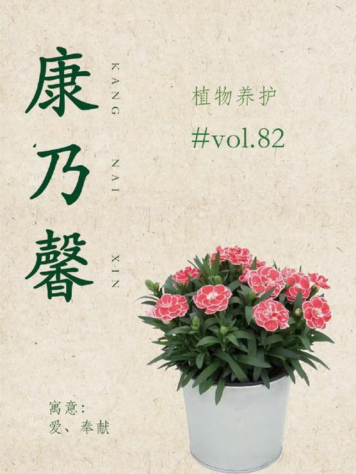 康乃馨花期怎么养，康乃馨花期的养殖方法和注意事项-第8张图片-优品飞百科