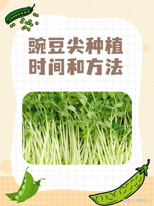 豌豆苗怎么种，豌豆苗怎么种植水培？