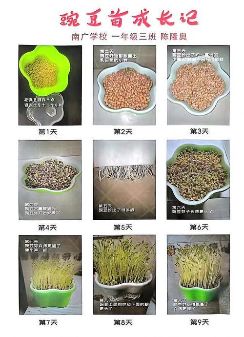 豌豆苗怎么种，豌豆苗怎么种植水培？-第2张图片-优品飞百科