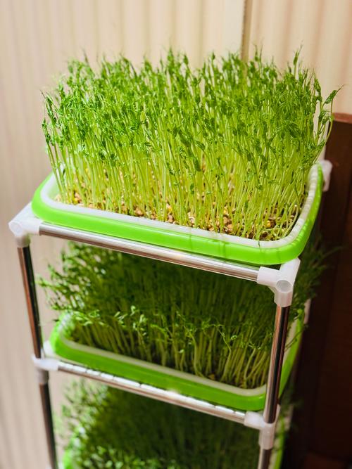 豌豆苗怎么种，豌豆苗怎么种植水培？-第3张图片-优品飞百科