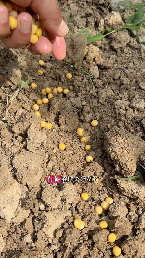 豌豆苗怎么种，豌豆苗怎么种植水培？-第4张图片-优品飞百科