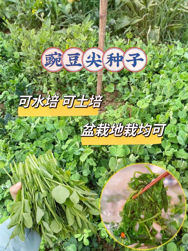 豌豆苗怎么种，豌豆苗怎么种植水培？-第5张图片-优品飞百科