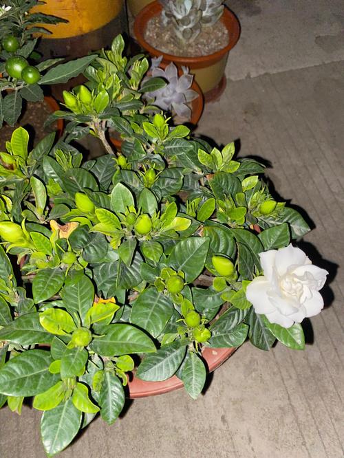 栀子花换土注意事项，栀子花换土注意事项和方法