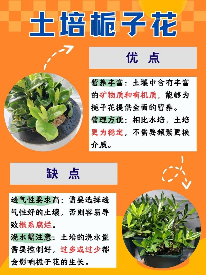 栀子花换土注意事项，栀子花换土注意事项和方法-第6张图片-优品飞百科